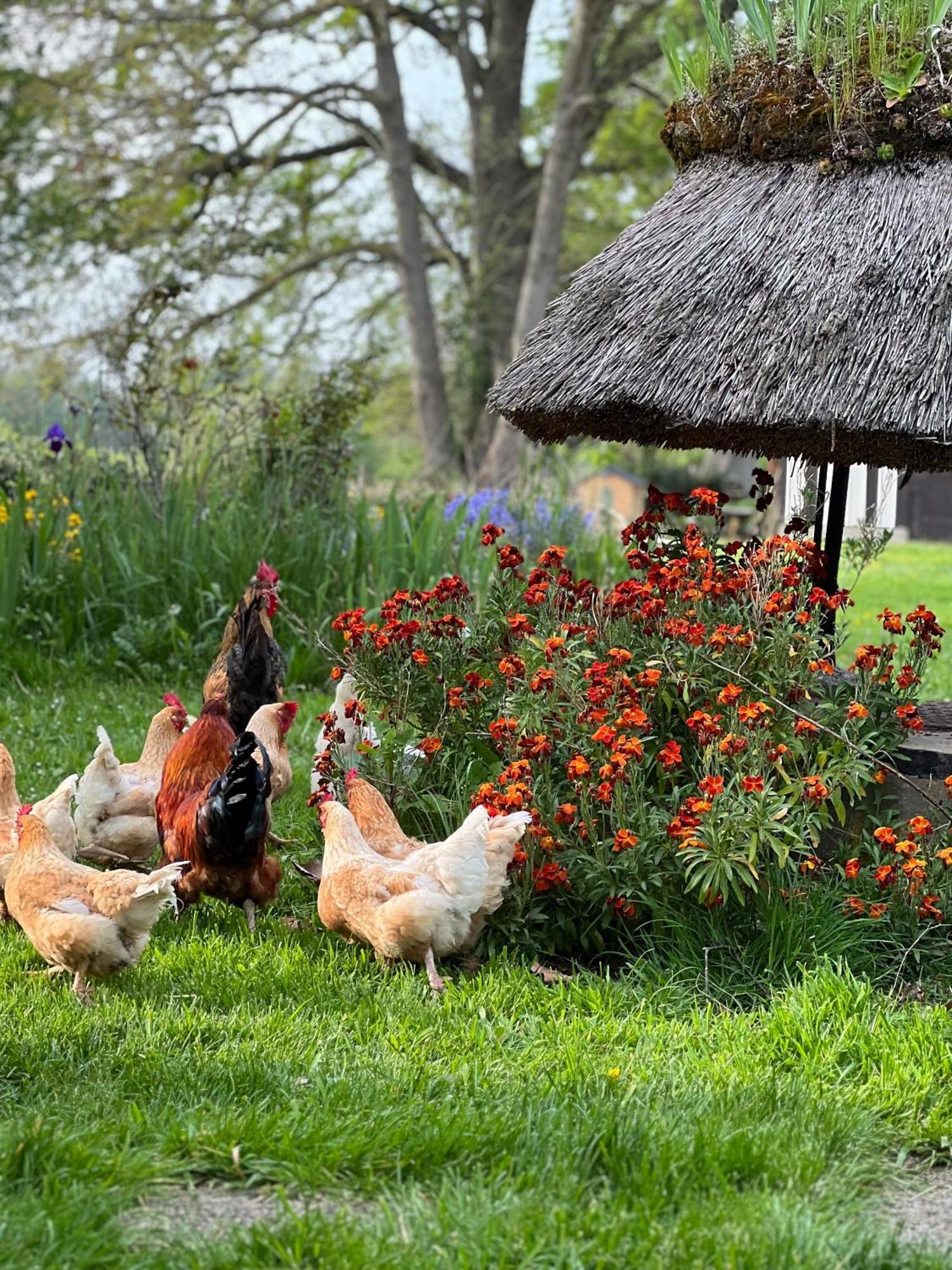 Bed and Breakfast Le Domaine Caribou Sainte-Opportune-la-Mare Exterior foto